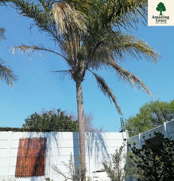 A palm next to a pool wall, before