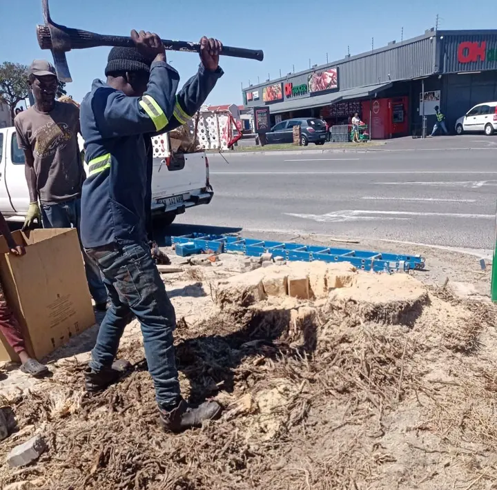 The crew breaking up a date palm stump