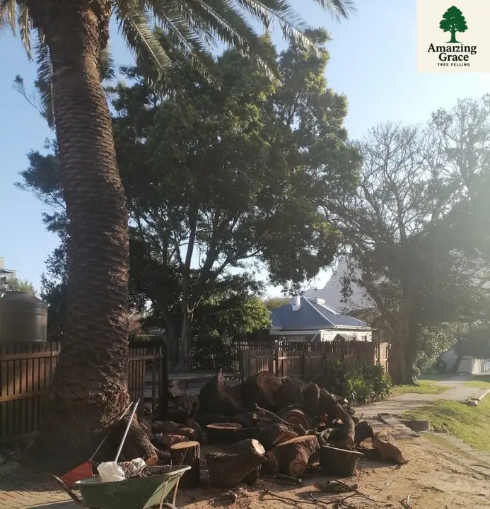 A big tree coming down beside a road