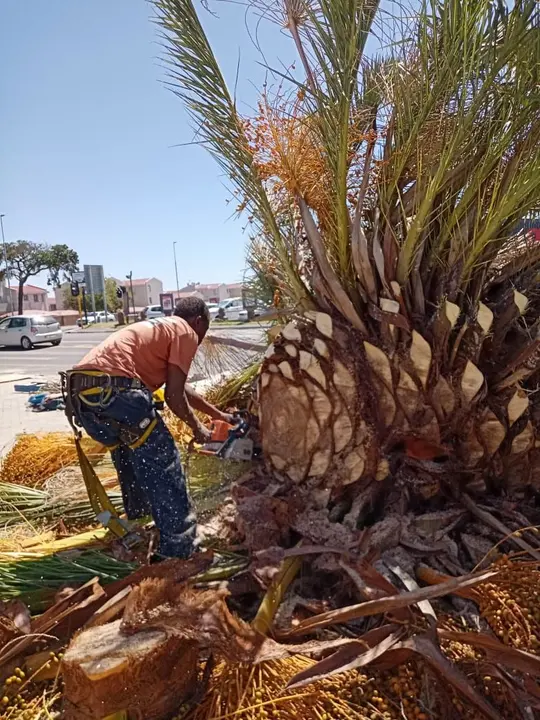 Cutting through the base of a big date palm