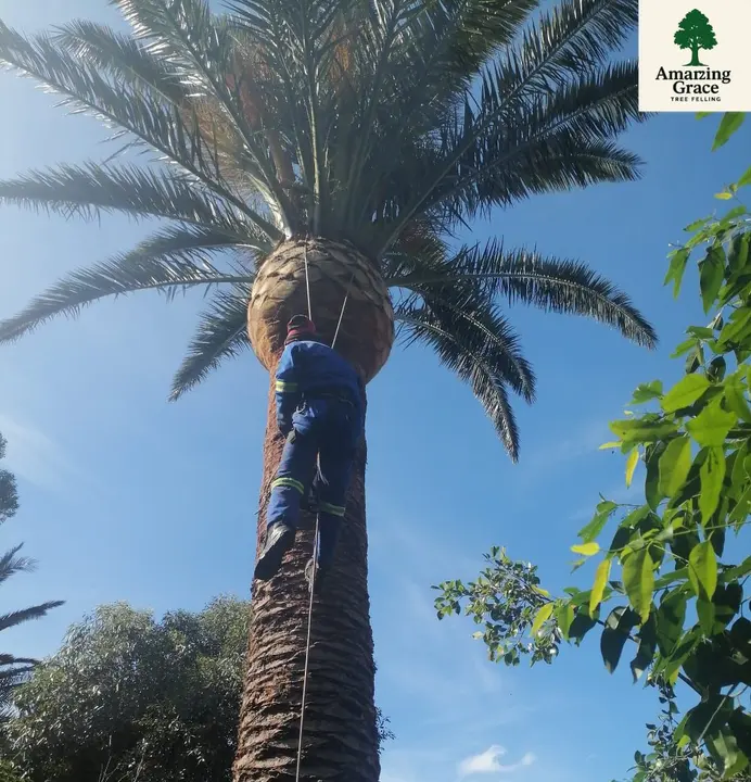 Climbing a tall palm to take it down in sections