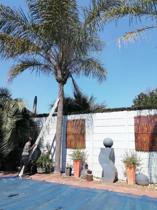 Ladder up against a palm by a pool