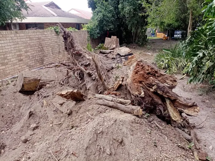 Roots and stump pieces in a cleared yard