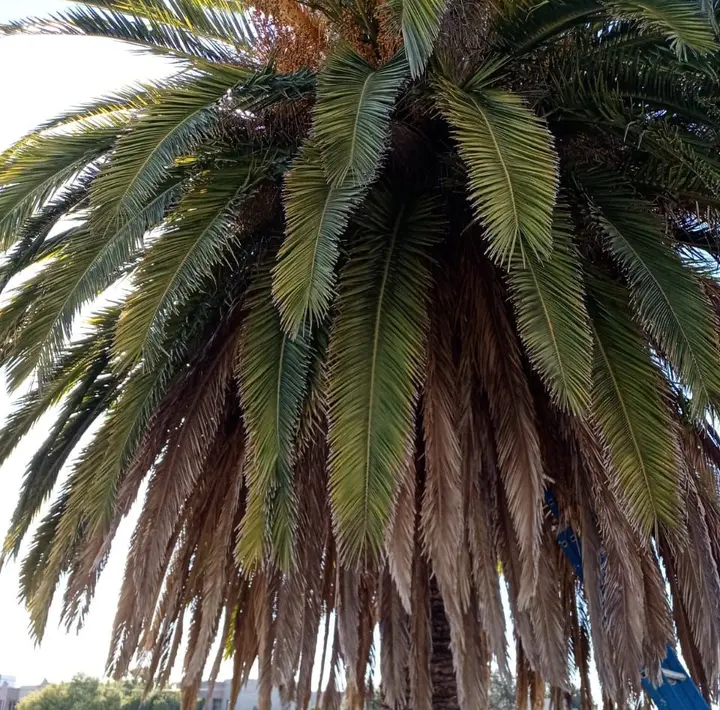 A huge date palm on a street corner, before