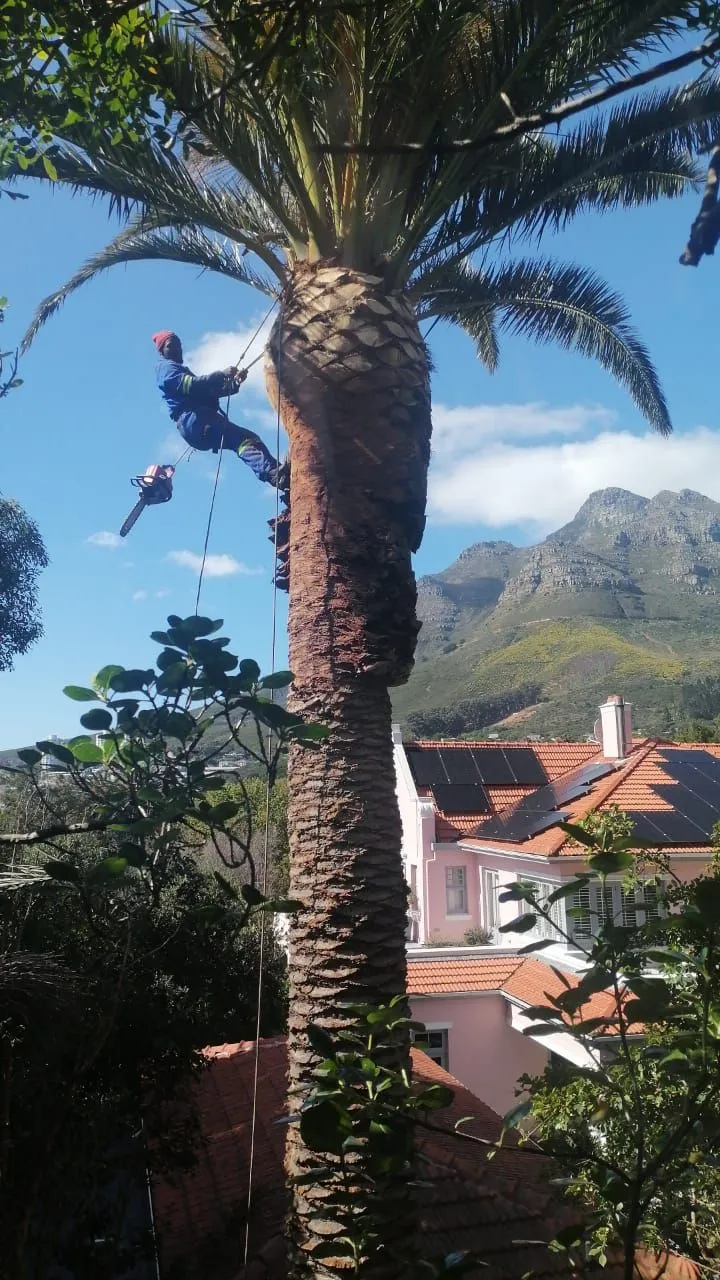 A climber roped high up a tall palm with Table Mountain behind