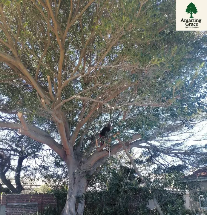 A large spreading tree in a garden, before
