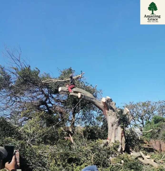 Cutting back a big overgrown tree